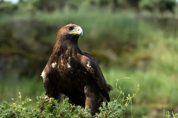 Kungsörn (Aquila chrysaetos)) — Stockfoto