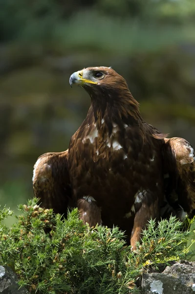Golden Eagle (aquila chrysaetos) — Stock Photo, Image