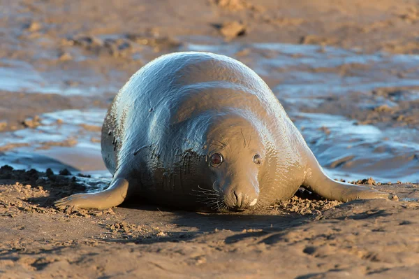 Sello gris atlántico (Halichoerus grypus ) — Foto de Stock