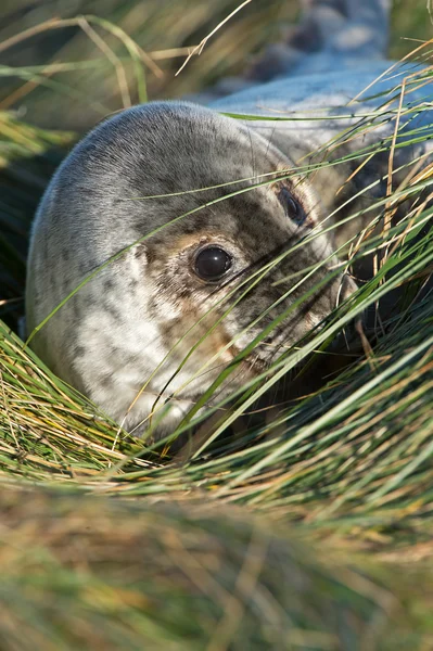 Atlantischer Kegelrobbenwelpe (halichoerus grypus)) — Stockfoto