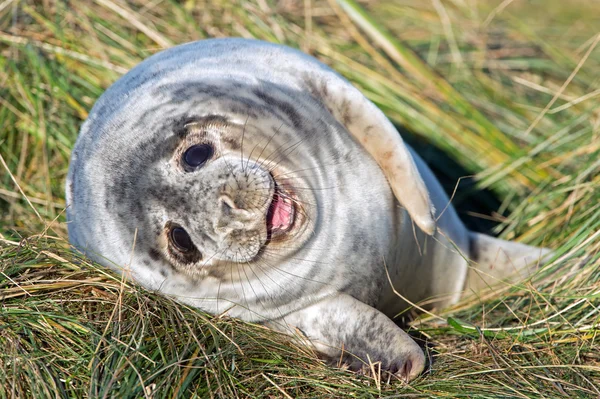 Atlantic Grey Seal Pup (halichoerus grypus) — Stockfoto