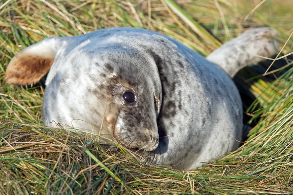 Pup de foca gris atlántica (Halichoerus grypus ) — Foto de Stock