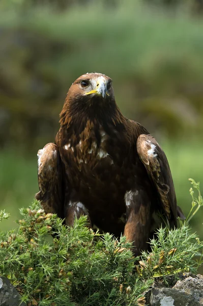 Kungsörn (Aquila chrysaetos)) — Stockfoto