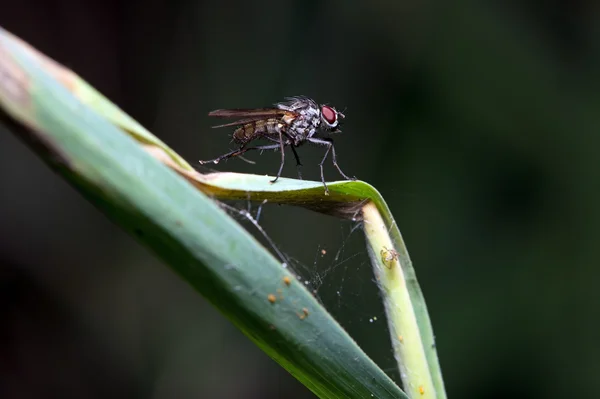 Macro mosca estable (stomoxys calcitrans ) — Foto de Stock