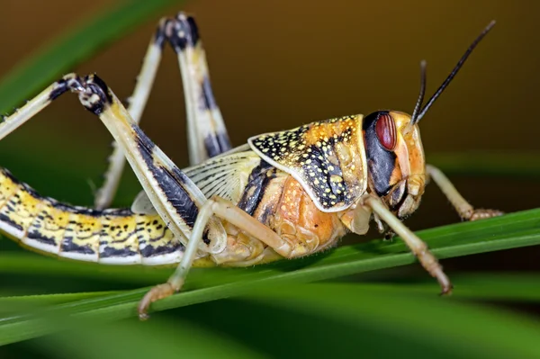 Langosta del desierto (Schistocerca gregaria ) — Foto de Stock