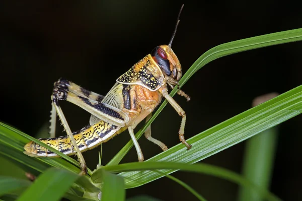 Langosta del desierto (Schistocerca gregaria ) — Foto de Stock