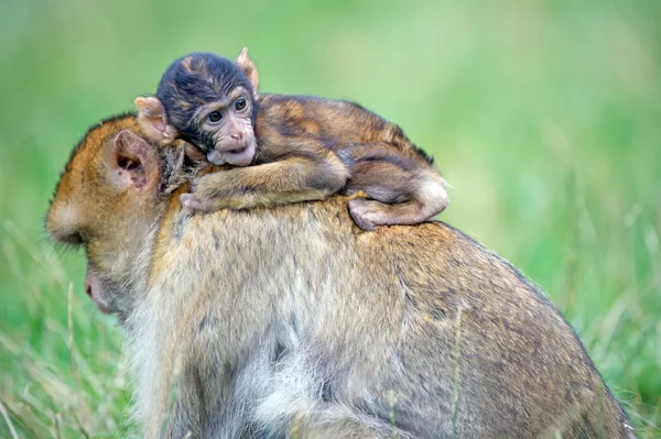 Barbary Macaque (Macaca Sylvanus) — Stock Photo, Image