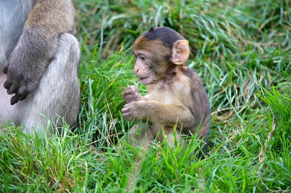 Berbermakaken (Macaca sylvanus)) — Stockfoto