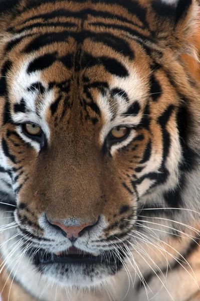 Tigre siberiano (PANTHERA TIGRIS ALTAICA) — Foto de Stock