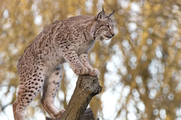 Eurasischer Luchs — Stockfoto