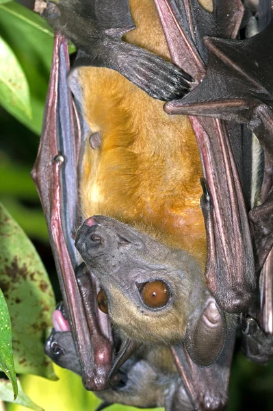 Pipistrello di frutta colorata di paglia (Eidolon helvum) — Foto Stock