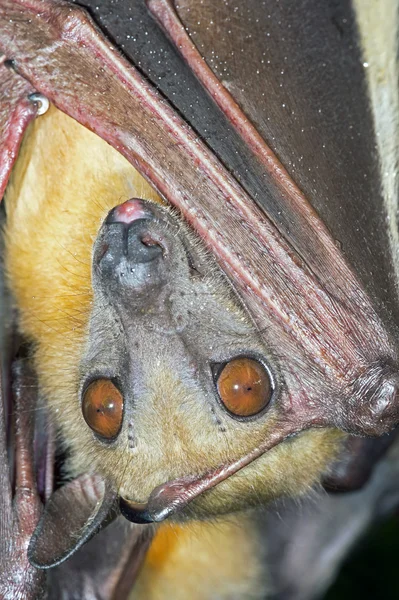 Straw Coloured Fruit Bat (Eidolon Helvum)