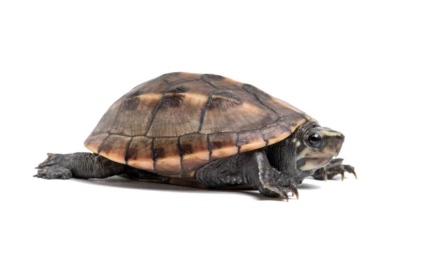Gestreepte modderschildpad (Kinosternon Baurii) — Stockfoto