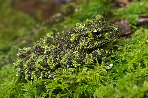 モッシー・フロッグ（Theloderma corticale）) — ストック写真