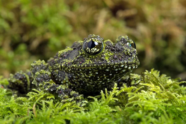 Mossy Frog (Theloderma Corticale) — Stock Photo, Image