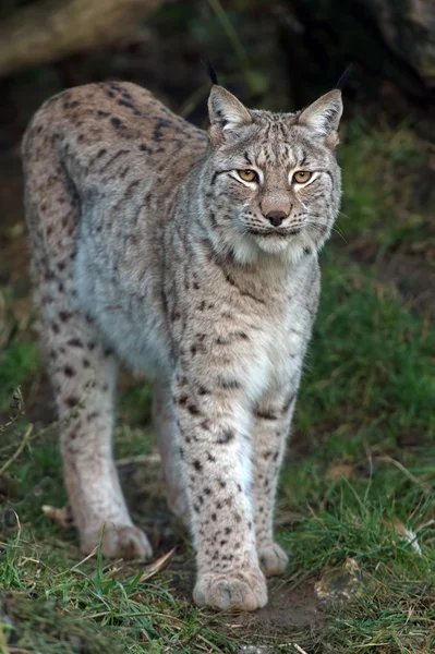 Euraziatische lynx — Stockfoto