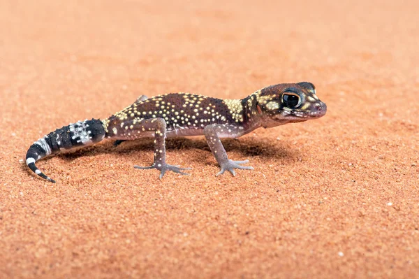 Gecko latido australiano (Underwoodisaurus Milii ) — Fotografia de Stock