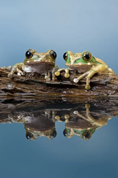 Tavus kuşu ağaç kurbağası (Leptopelis vermiculatus) — Stok fotoğraf