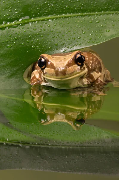 Amazonka mleka żaba (trachycephalus resinifictrix) — Zdjęcie stockowe