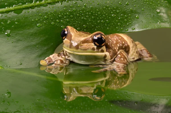 Rã do leite amazônico (Trachycephalus resinifictrix ) — Fotografia de Stock