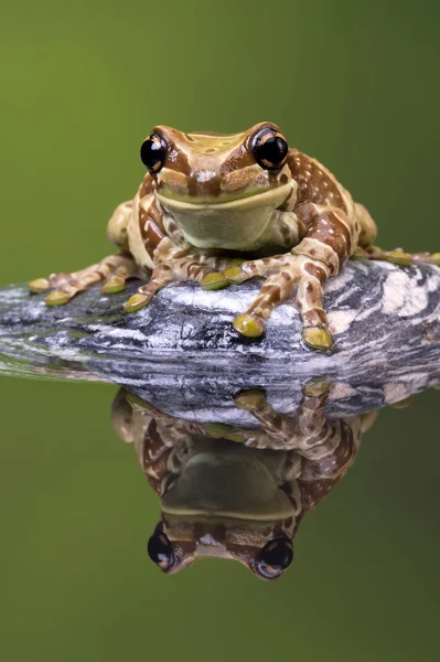 亚马逊牛奶蛙 （trachycephalus resinifictrix) — 图库照片