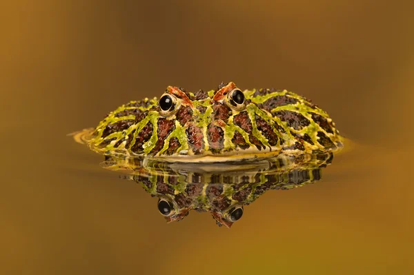 Arjantinli boynuzlu Kurbağa (Ceratophrys Ornata) — Stok fotoğraf