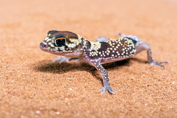 Australische blaffende Gecko (Stenodactylus Milii) Rechtenvrije Stockafbeeldingen