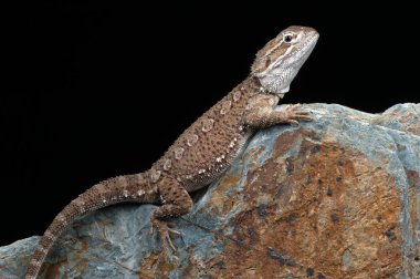 Rankin'ın Dragon (Pogona Henrylawsoni)
