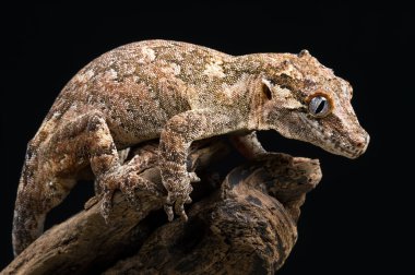 Gargoyle gecko (Rhacodactylus auriculatus))