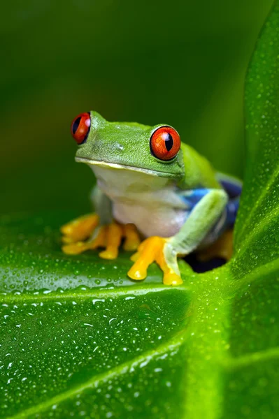 Bıkkın Amazon ağaç kurbağası (amfibi Callidryas) — Stok fotoğraf