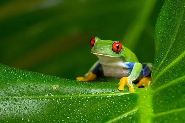 뼈아픈 아마존 나무 개구리 (Agalychnis Callidryas) — 스톡 사진