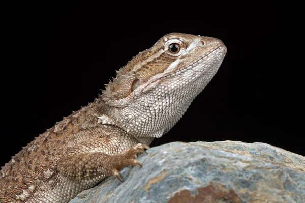 Dragão de Rankin (Pogona Henrylawsoni ) — Fotografia de Stock