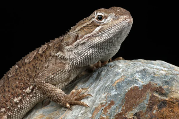 Dragão de Rankin (Pogona Henrylawsoni ) — Fotografia de Stock