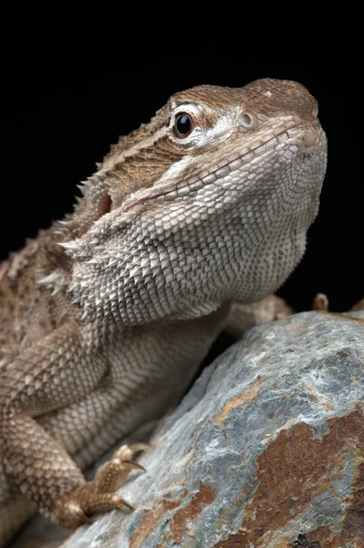 Rankin's Dragon (Pogona Henrylawsoni) — Stock Photo, Image