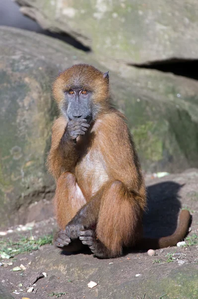 Bruine baviaan (papio papio) — Stockfoto