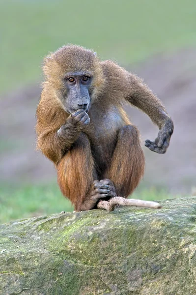 Guinea Baboon (papio papio) — Stock Photo, Image