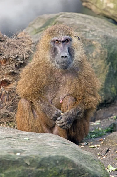 Guiné babuíno (papio papio ) — Fotografia de Stock