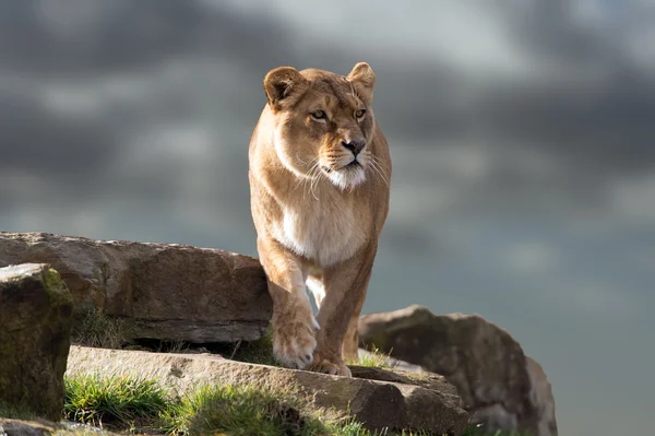 Löwin (Panthera leo)) — Stockfoto