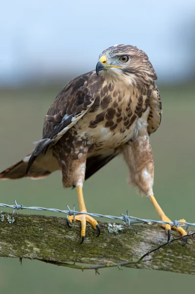 Buitre común (Buteo buteo) —  Fotos de Stock