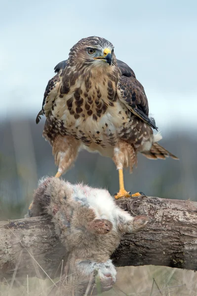 Buizerd (Buteo buteo)) — Stockfoto