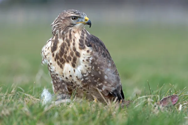 Buitre común (Buteo buteo) —  Fotos de Stock