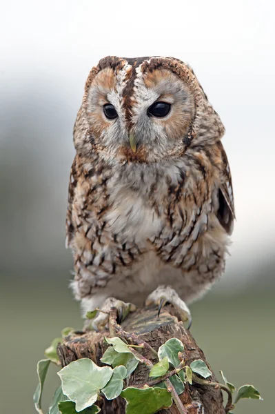 Tawny Owl (Strix Aluco) — Stock Photo, Image