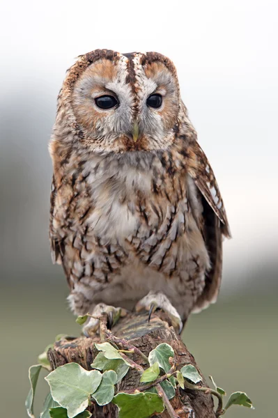 Tawny Owl (Strix Aluco) — Stock Photo, Image
