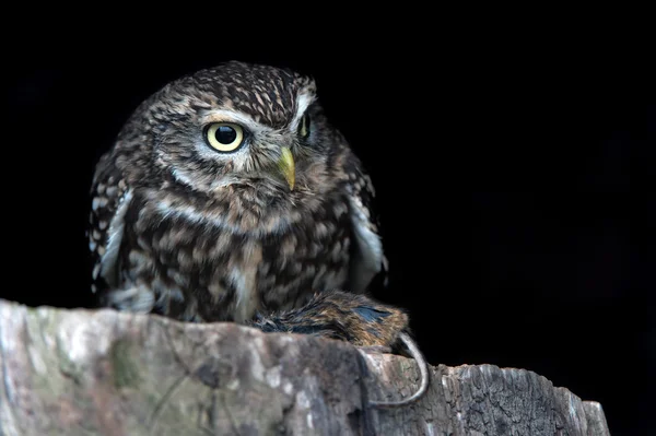 어린 올빼미 (Athene noctua)) — 스톡 사진