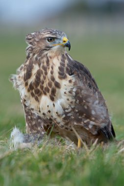yaygın akbaba (Buteo buteo)