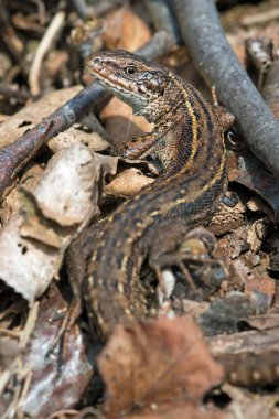 Viviparous kertenkele (Zootoca Vivipara)