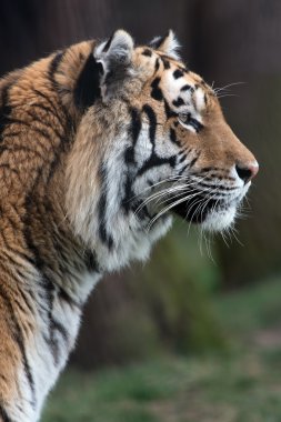 Sibirya Kaplanı (PANTHERA TIGRIS ALTAICA)