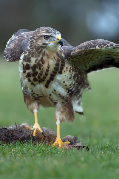 Búzio-comum (Buteo buteo) — Fotografia de Stock