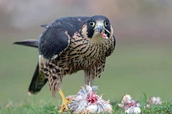 Wanderfalke (falco peregrinus)) — Stockfoto