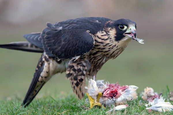 Halcón peregrino (falco peregrinus) — Foto de Stock